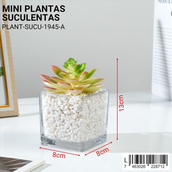 Plantas suculentas decorativas - Imagen 2