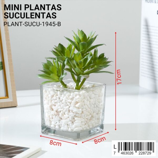 Plantas suculentas decorativas