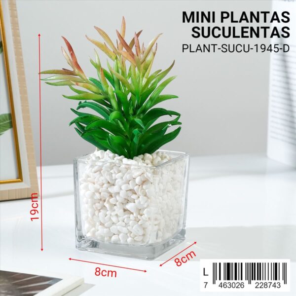Plantas suculentas decorativas - Imagen 4