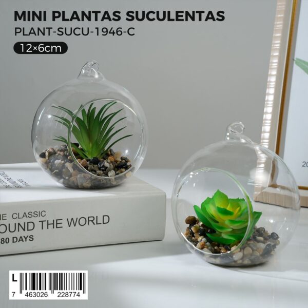 Plantas suculentas decorativas
